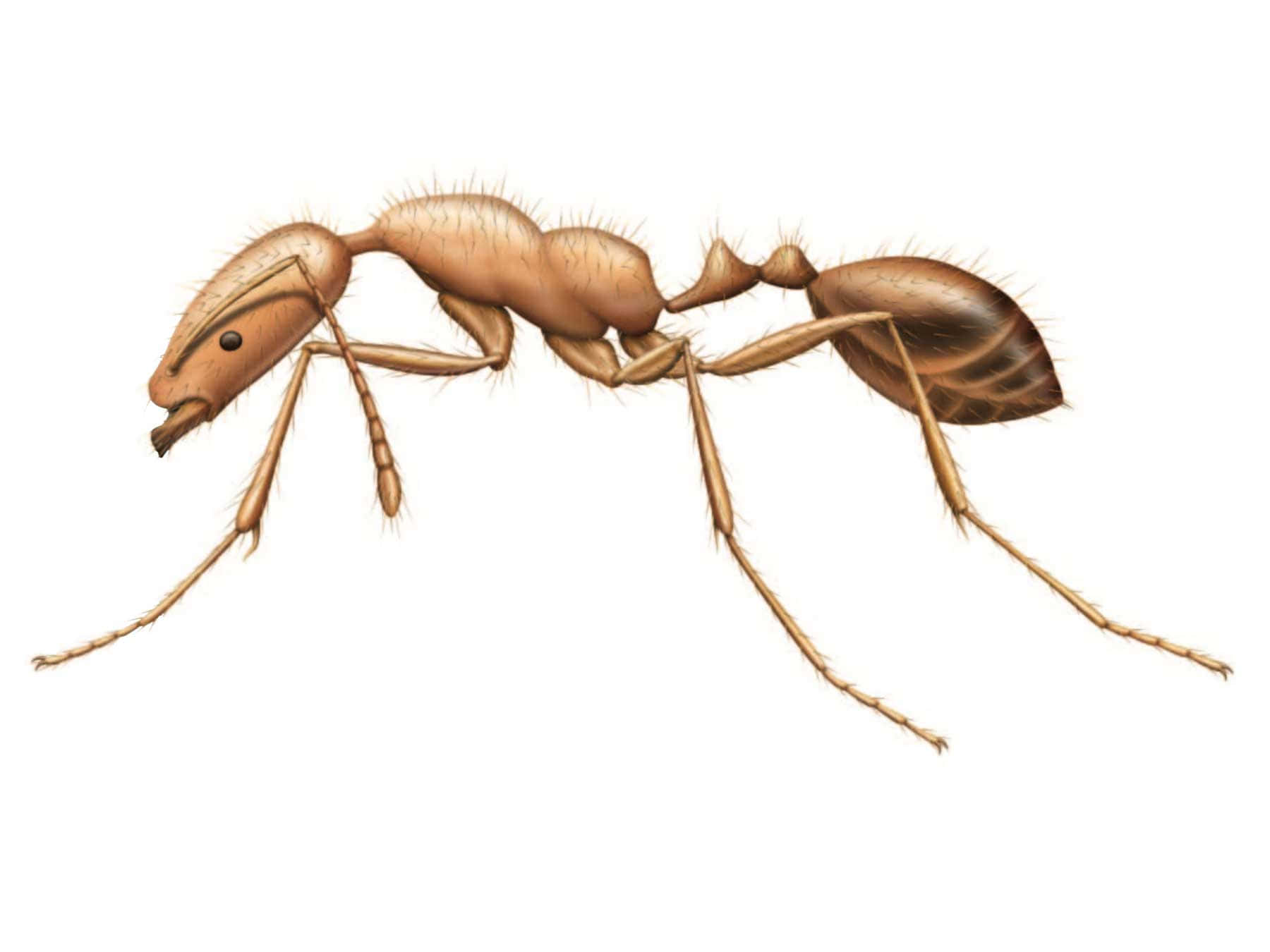 Pharaoh Ant Illustration Wallpaper