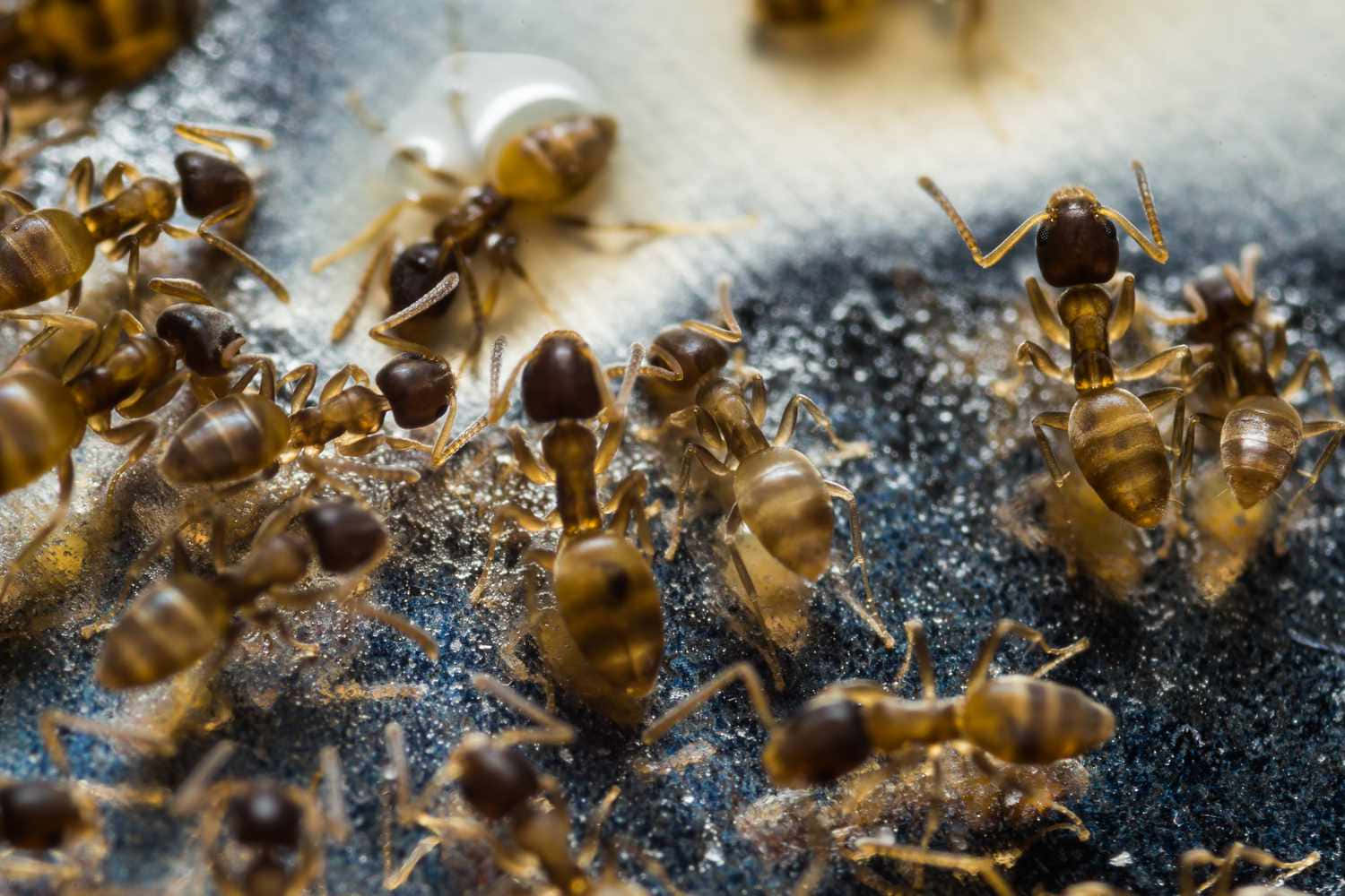 Pharaoh Ants Feeding Closeup Wallpaper