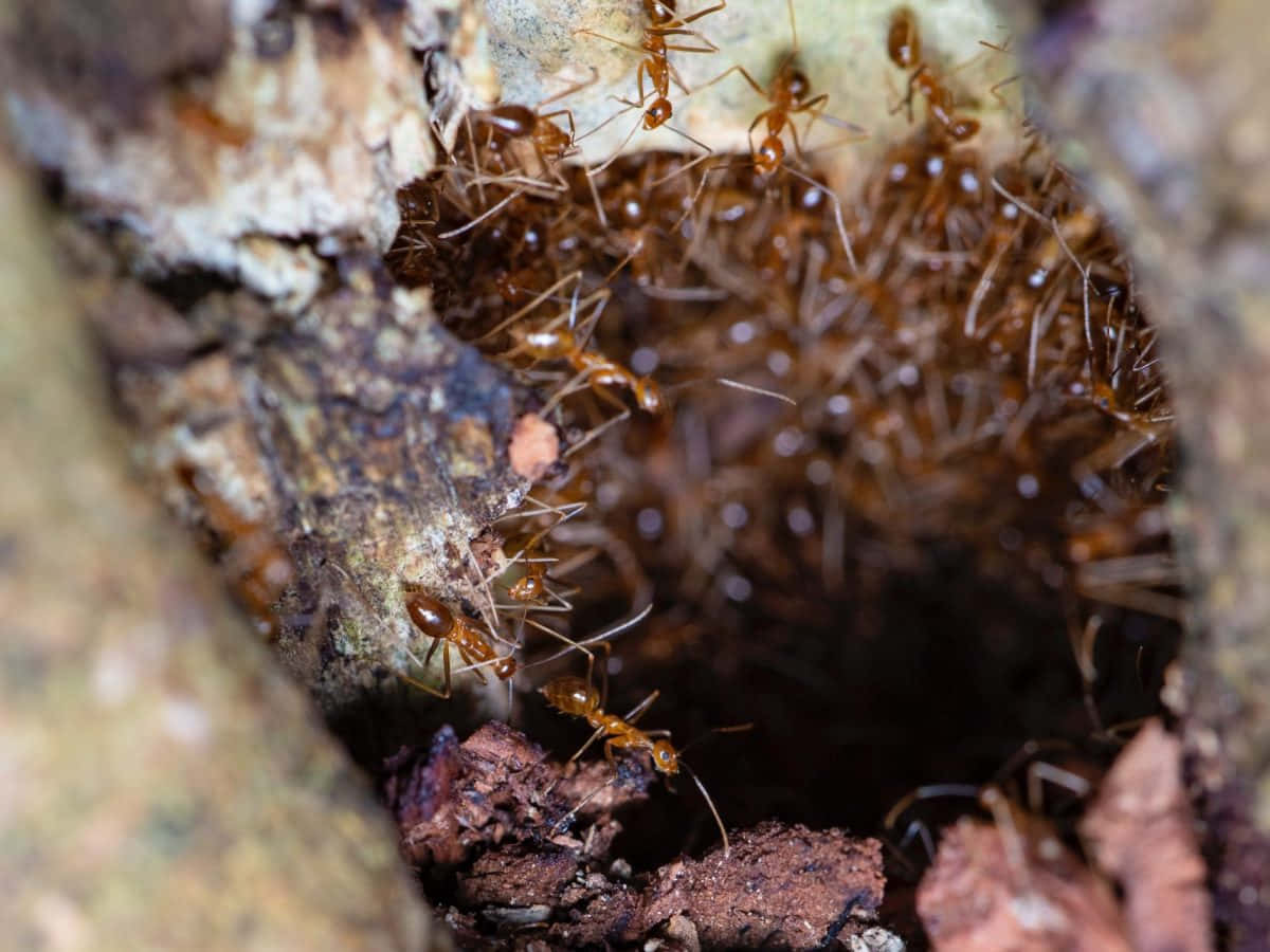 Pharaoh Ants Nest Entrance Wallpaper