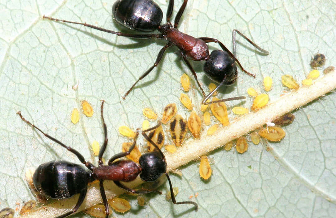 Pharaoh Ants Tending Aphids.jpg Wallpaper
