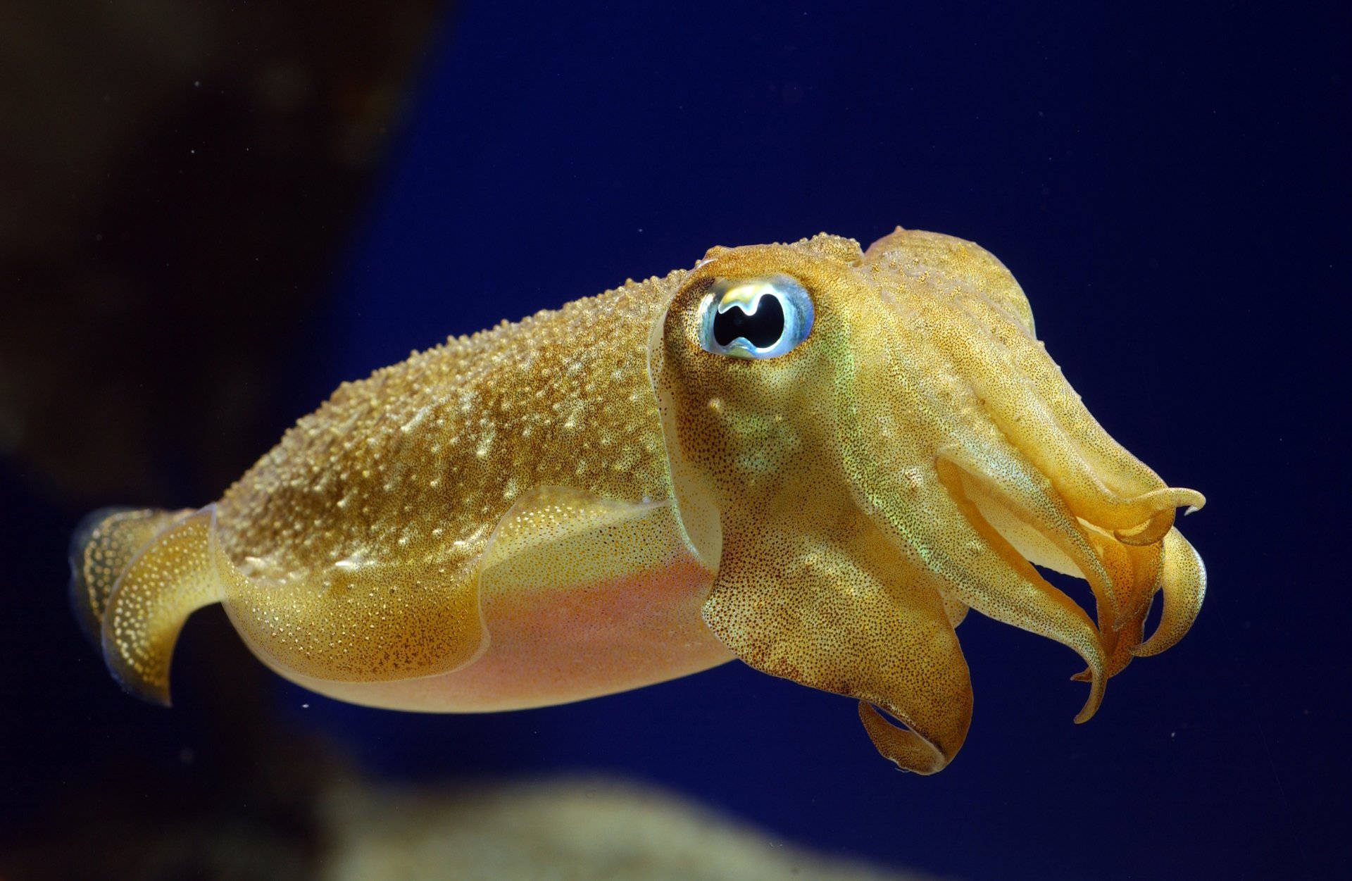 Pharaoh Cuttlefish In The Ocean Wallpaper
