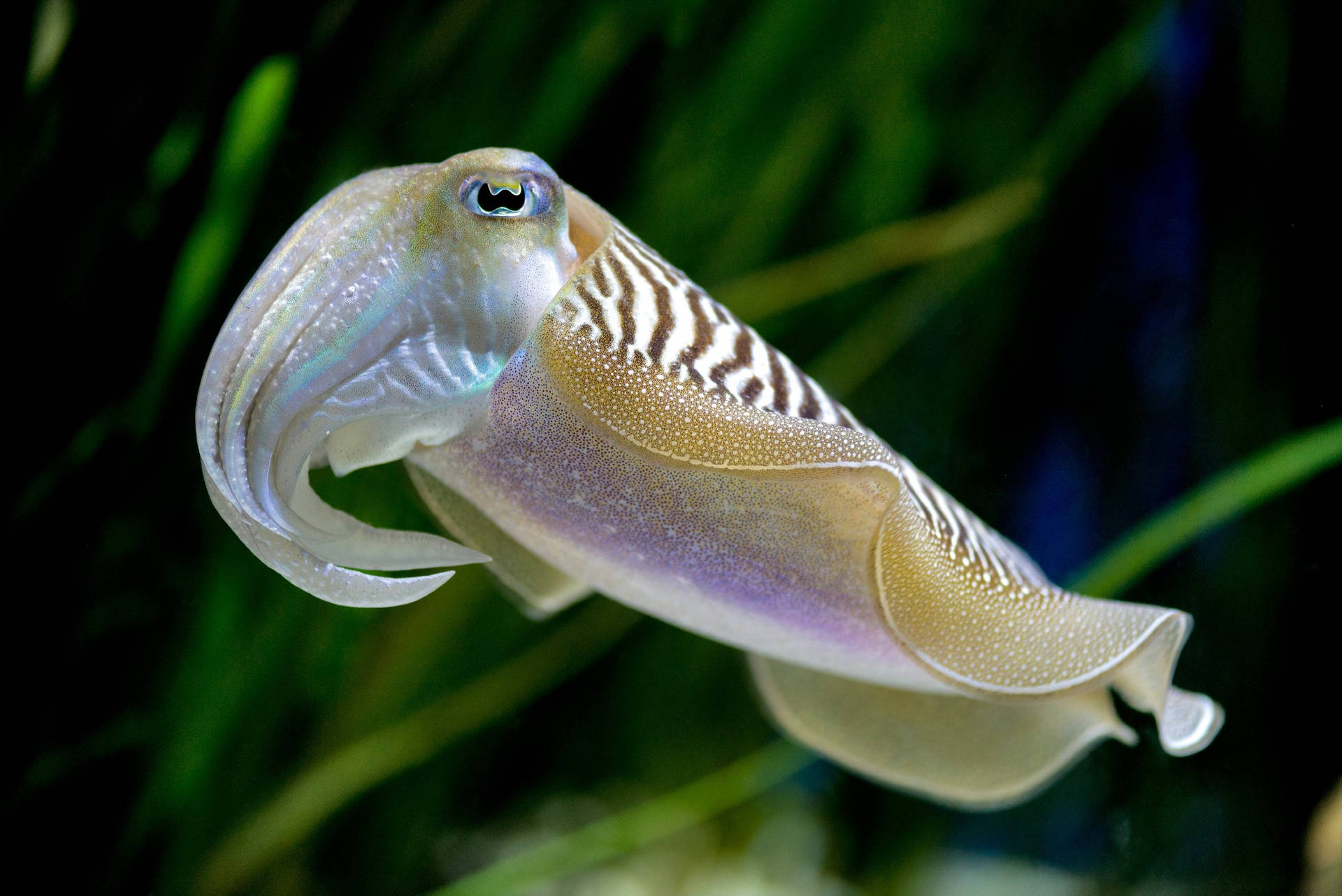 Pharaoh Cuttlefish Swimming In Calm Waters Wallpaper