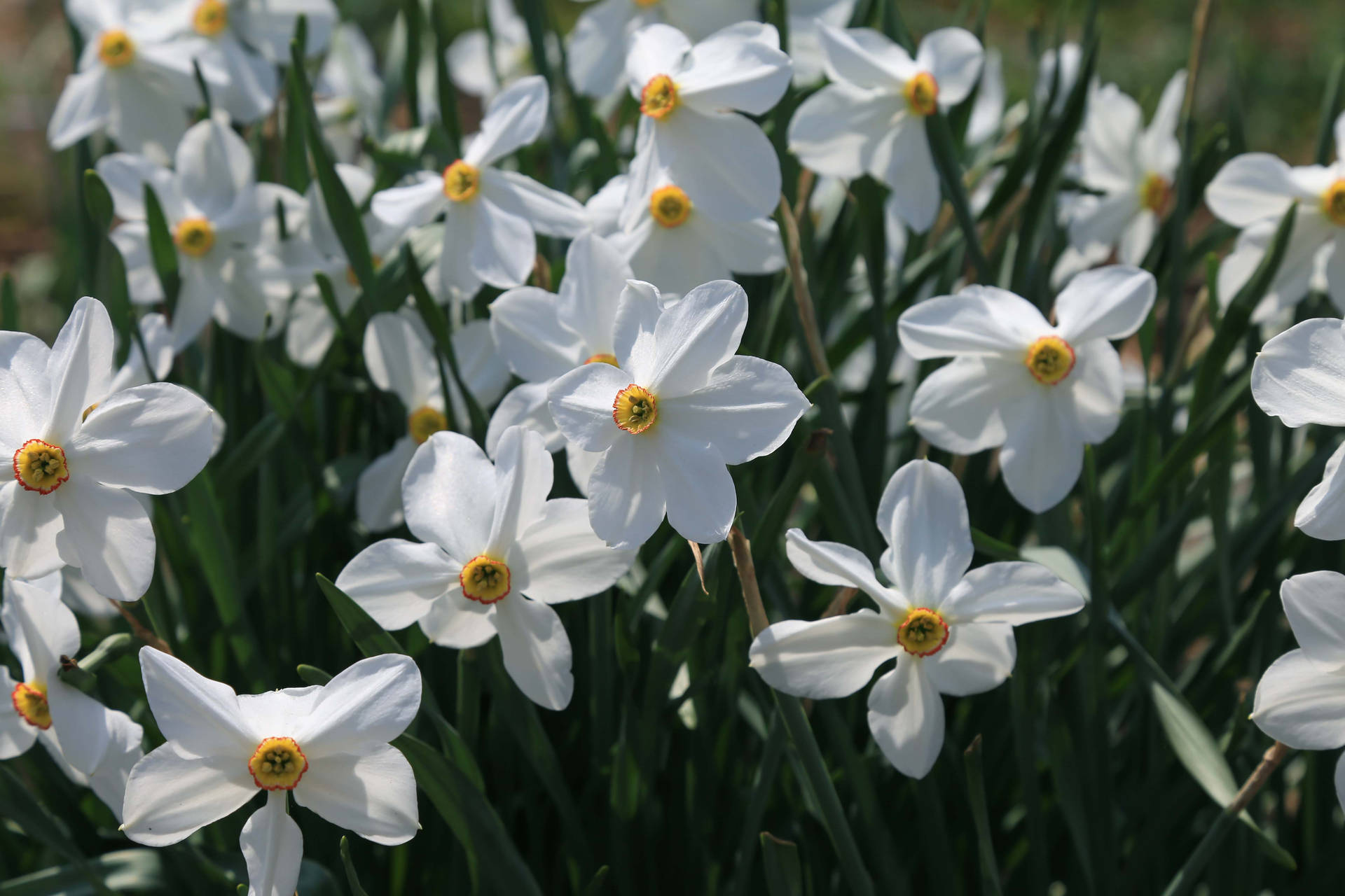 Pheasant Eye Narcissus Flowers