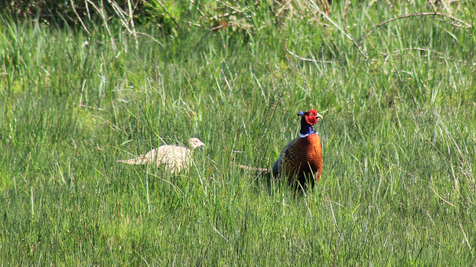 Pheasantsin Grassland Habitat.jpg Wallpaper