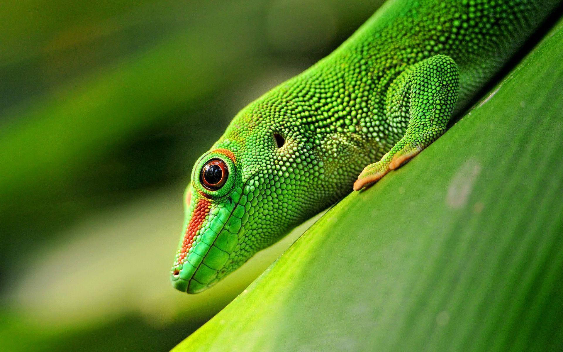 Phelsuma Grandis Green Gecko Wallpaper