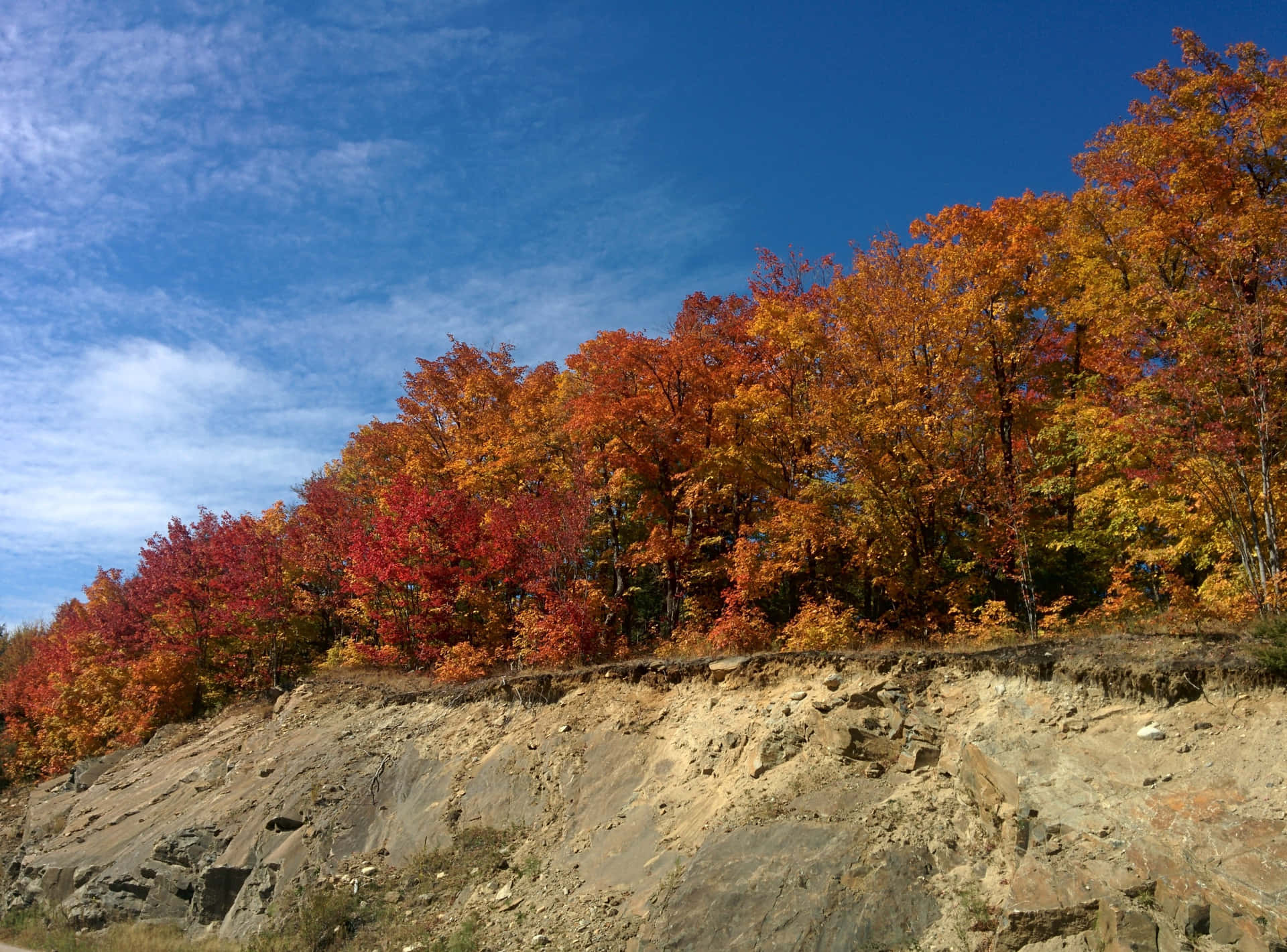 Phenomenal Autumn Forest Wallpaper