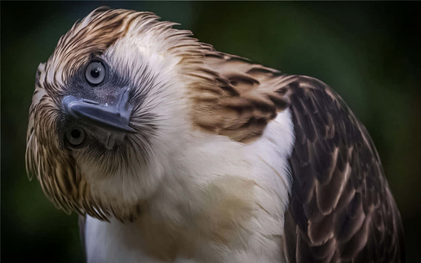 Filipijnse Adelaar Portret Achtergrond