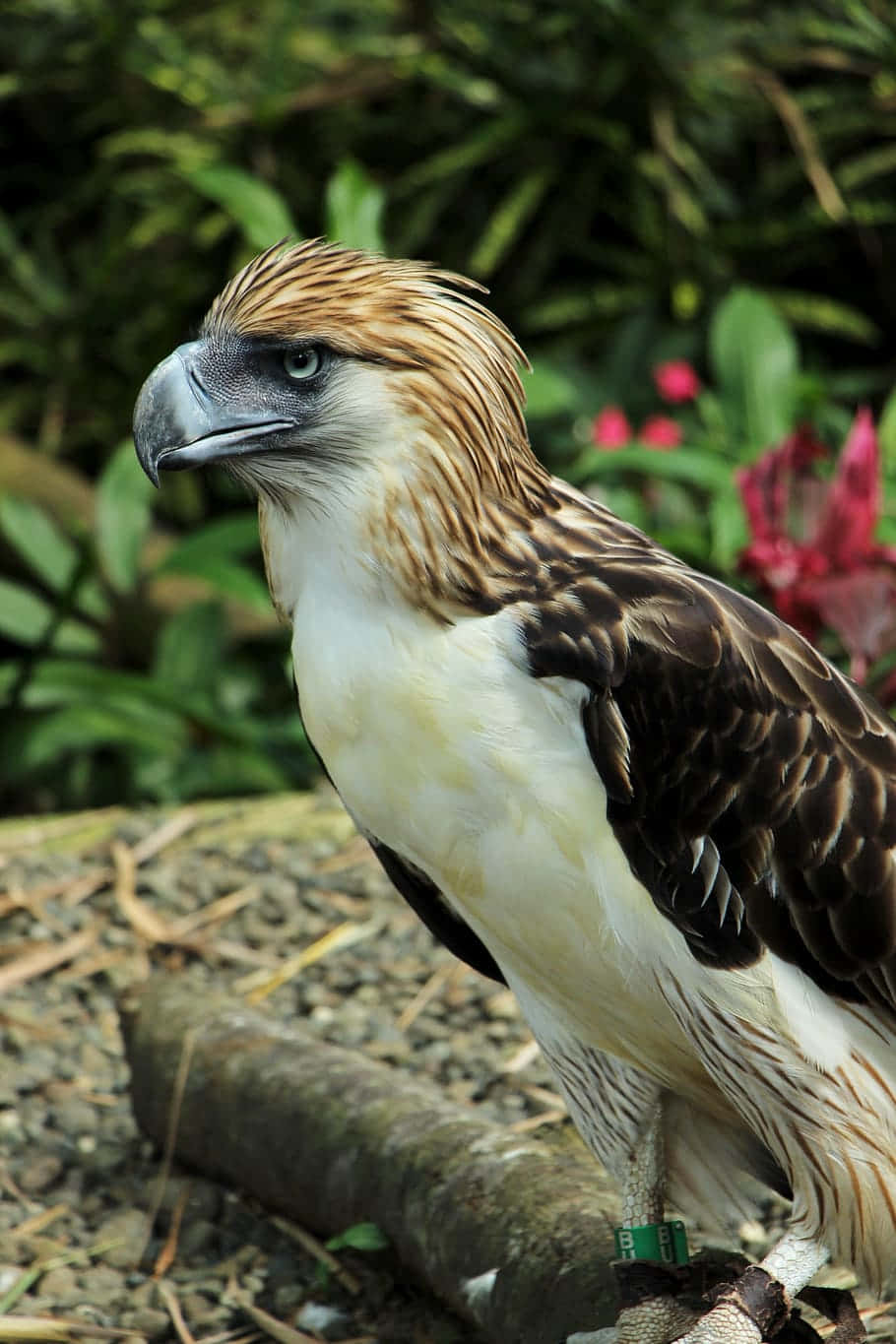 Download Philippine Eagle Portrait Wallpaper | Wallpapers.com