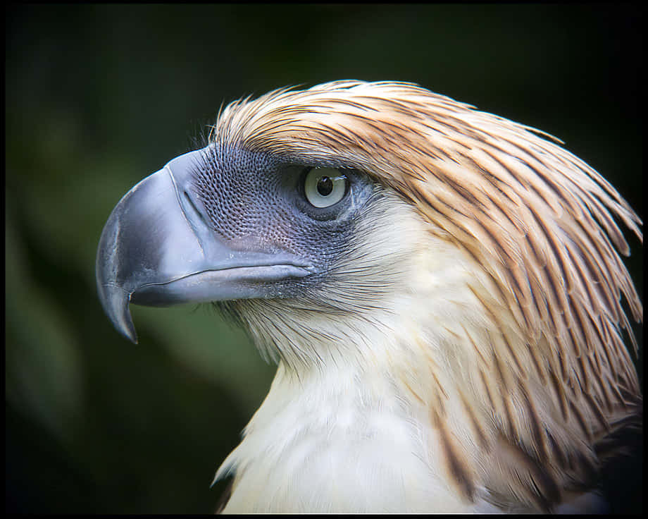 Portret Van De Filipijnse Adelaar Achtergrond