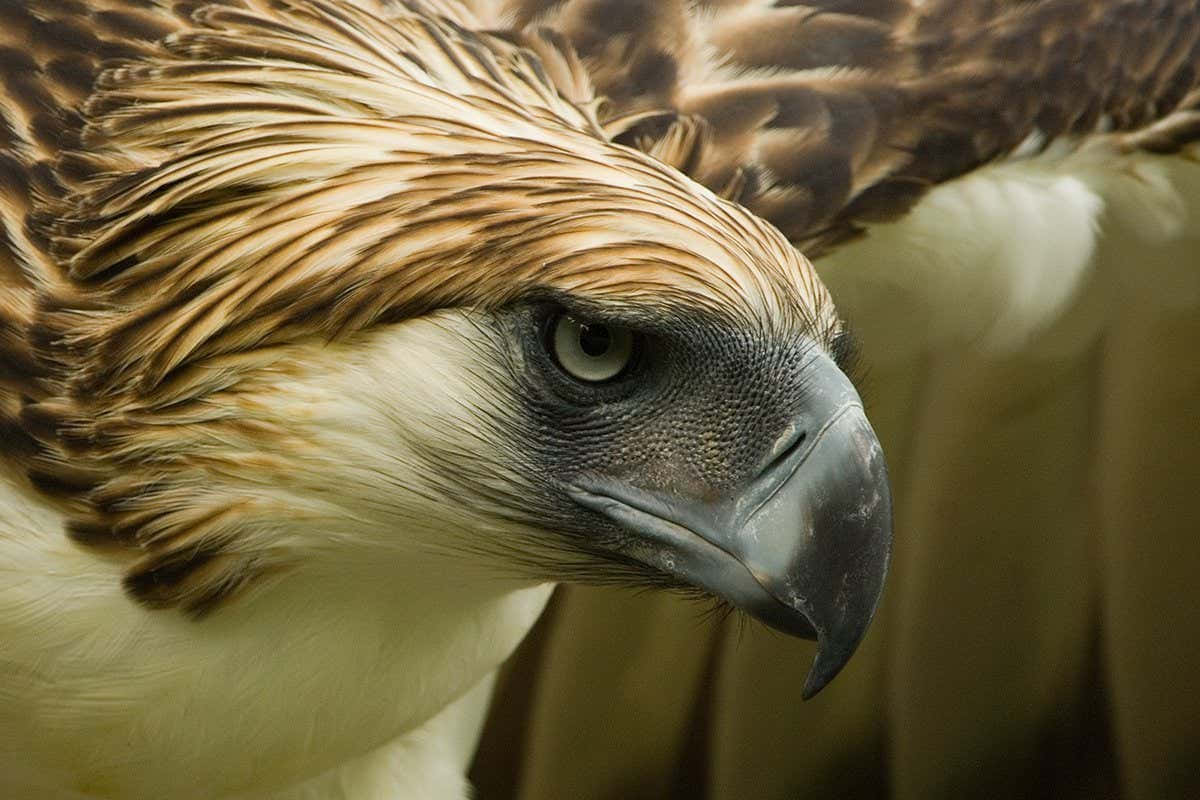 Portret Van De Filipijnse Adelaar Achtergrond