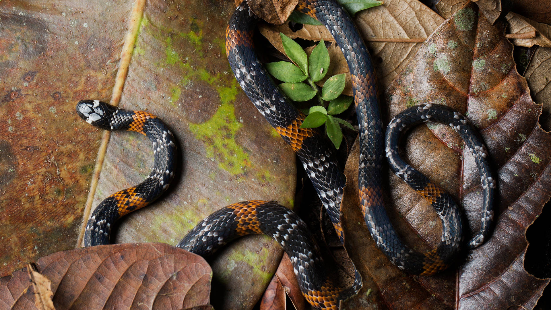 Vibrant Philippine False Coral Snake Resting on Dried Leaves Wallpaper