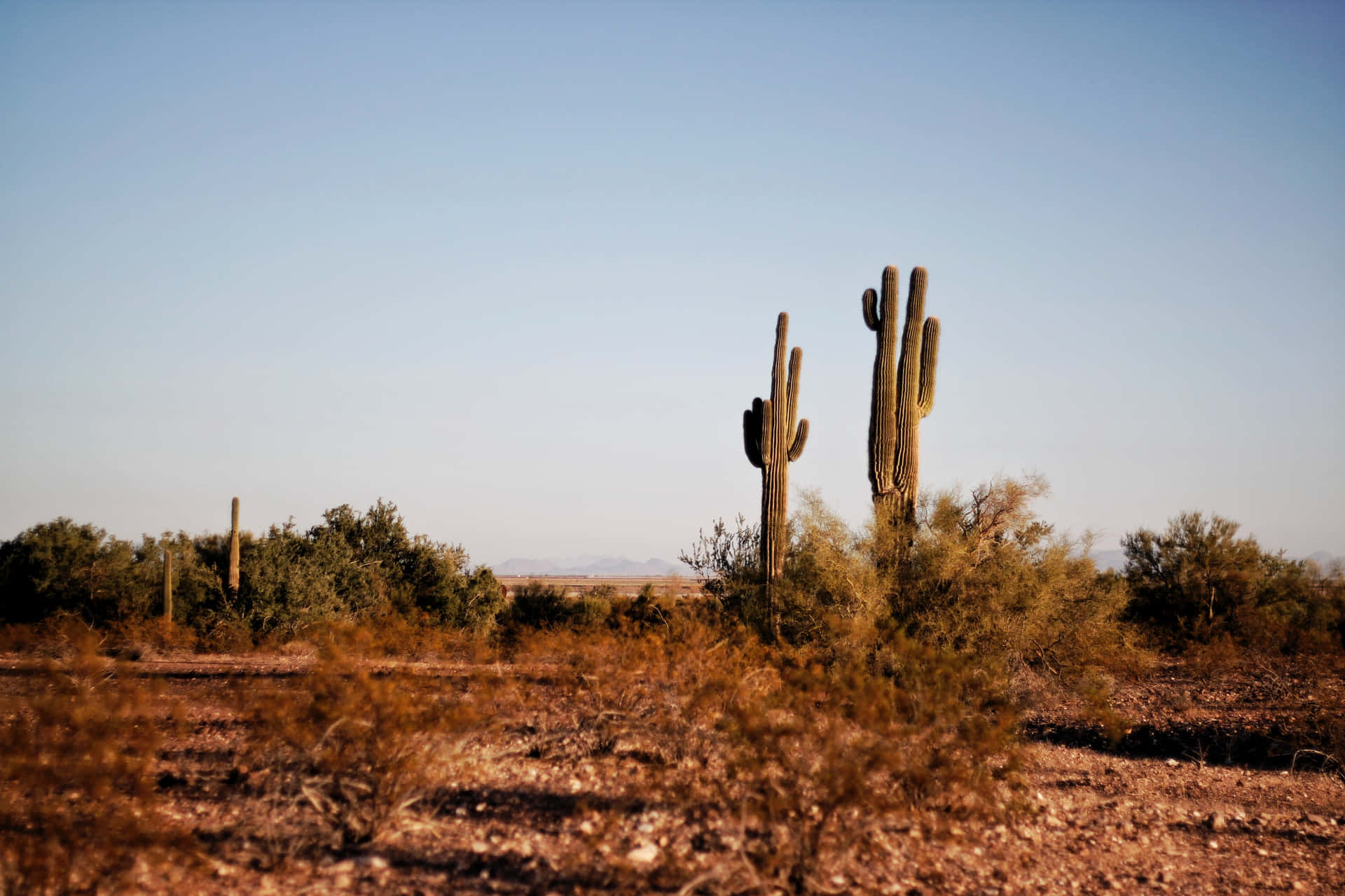 Exploralas Maravillas De Phoenix, Arizona Fondo de pantalla
