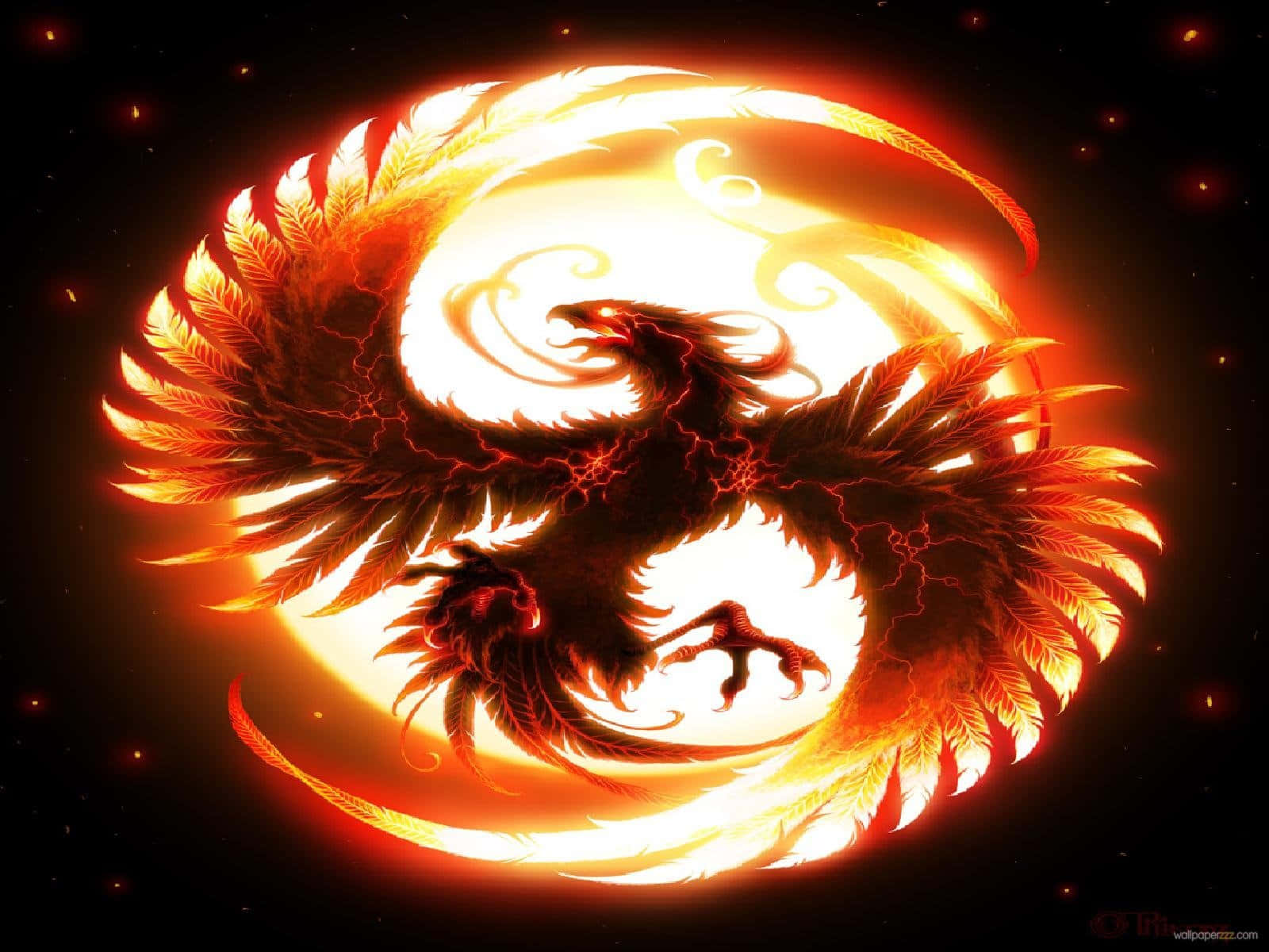 Phoenix Dragon Yin Yang Fire Pfp Wallpaper
