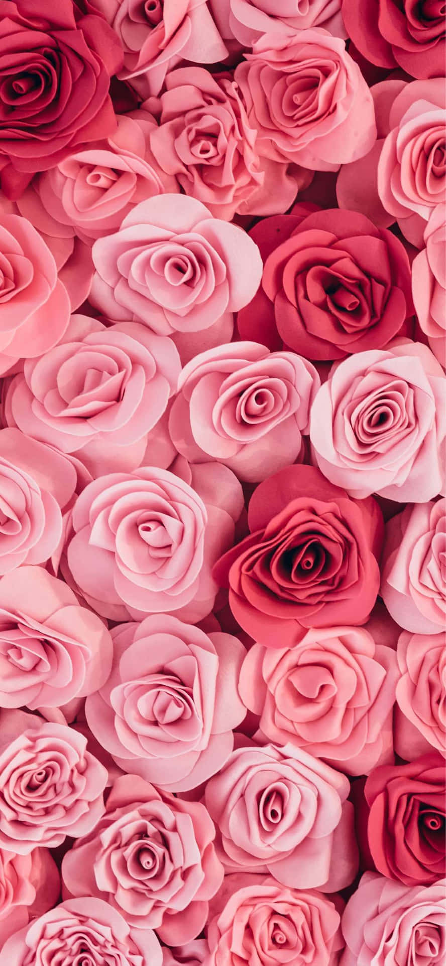 Pink Roses Top View Shot Phone Background