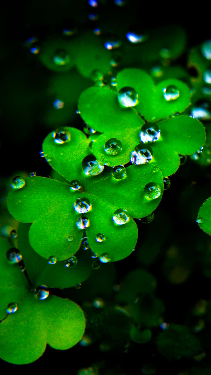 Clover Leaves With Droplets Phone Background