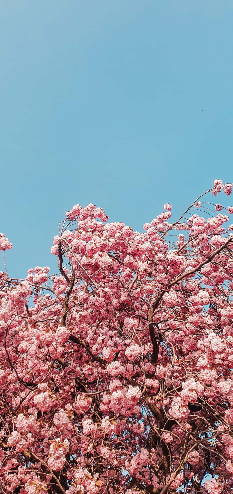 Cherry Blossom Tree Phone Background