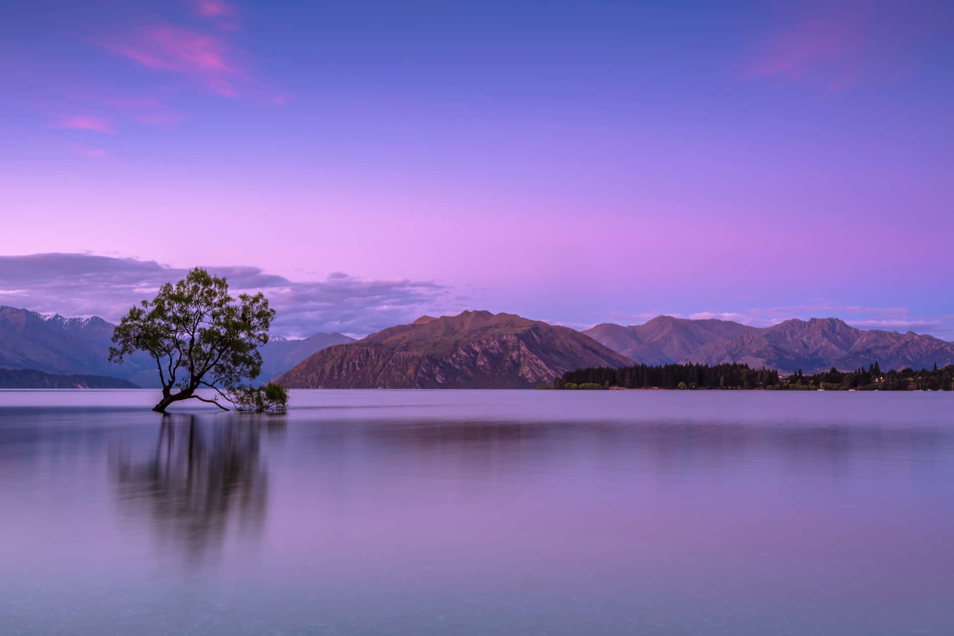 Eineinsamer Baum In Einem See