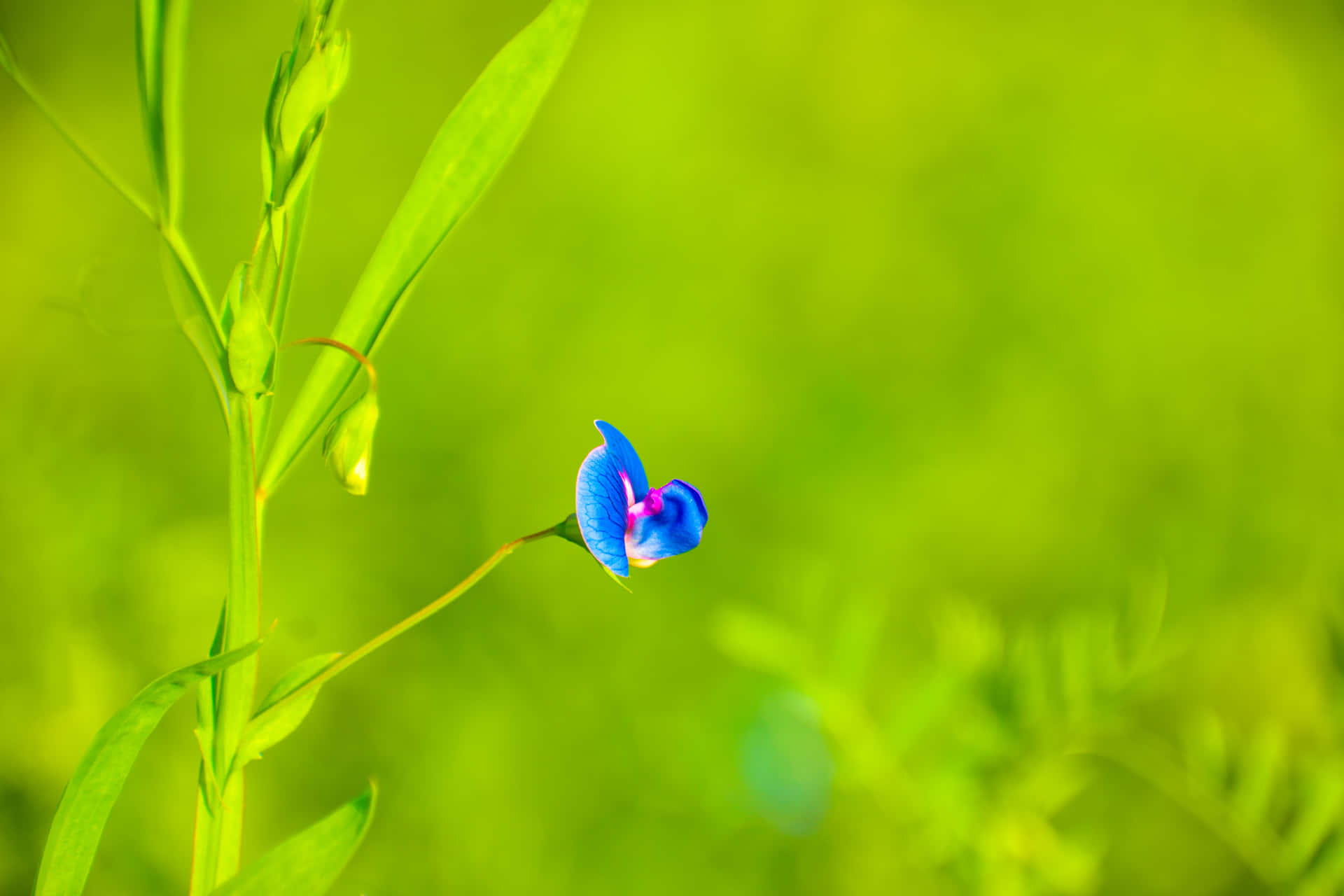 Eineblaue Blume Wächst Auf Einem Grünen Feld.