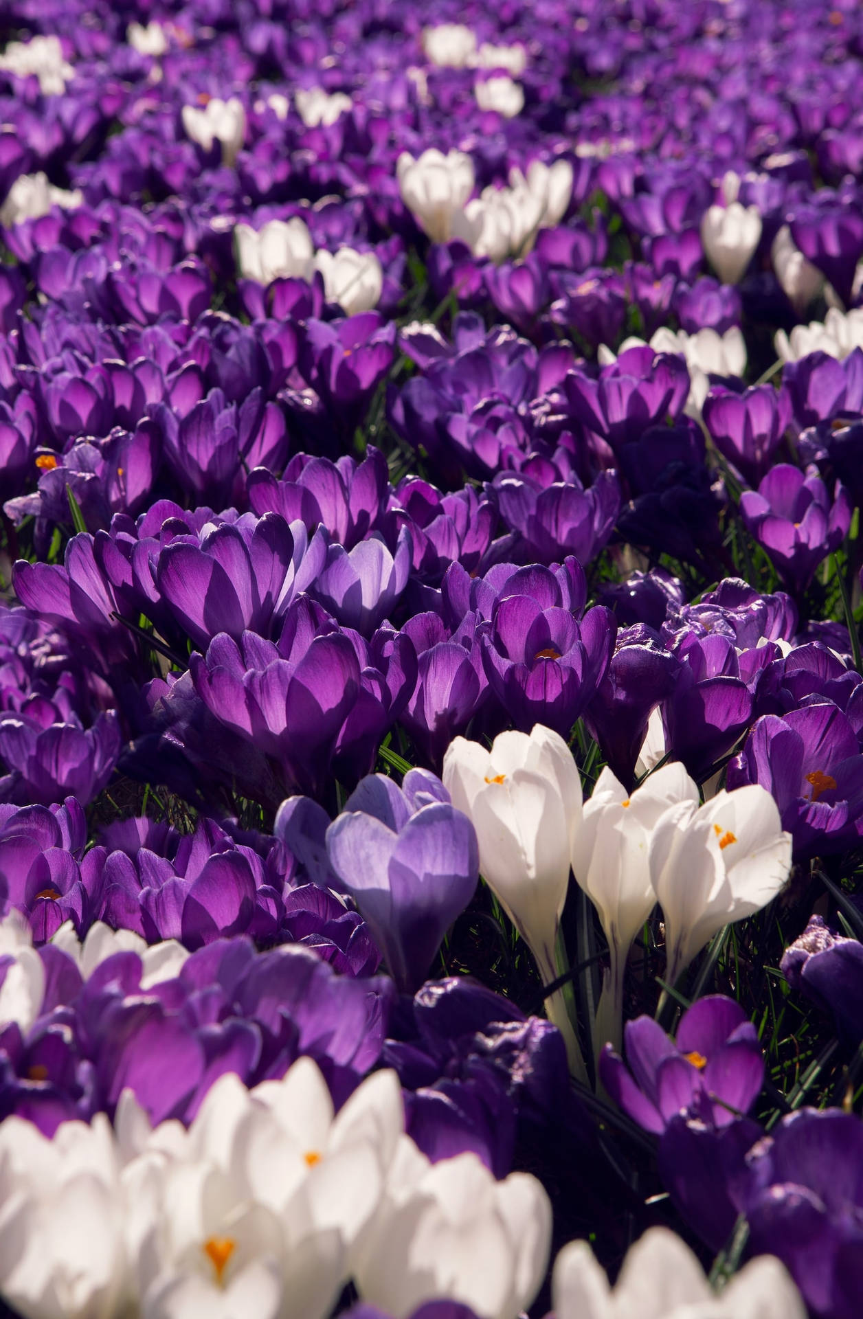 Photo Of A Crocus Field Purple Flowers Iphone Wallpaper