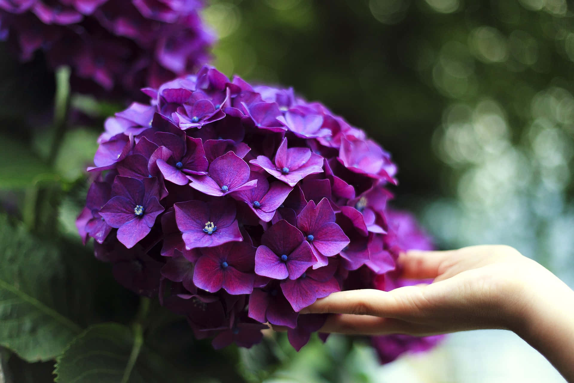 Photo Of A Hand Touching A Tangible French Hydrangea Wallpaper