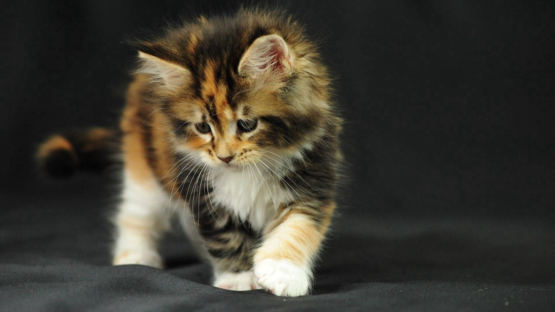 Cute fluffy kitten snuggling with its toy Wallpaper