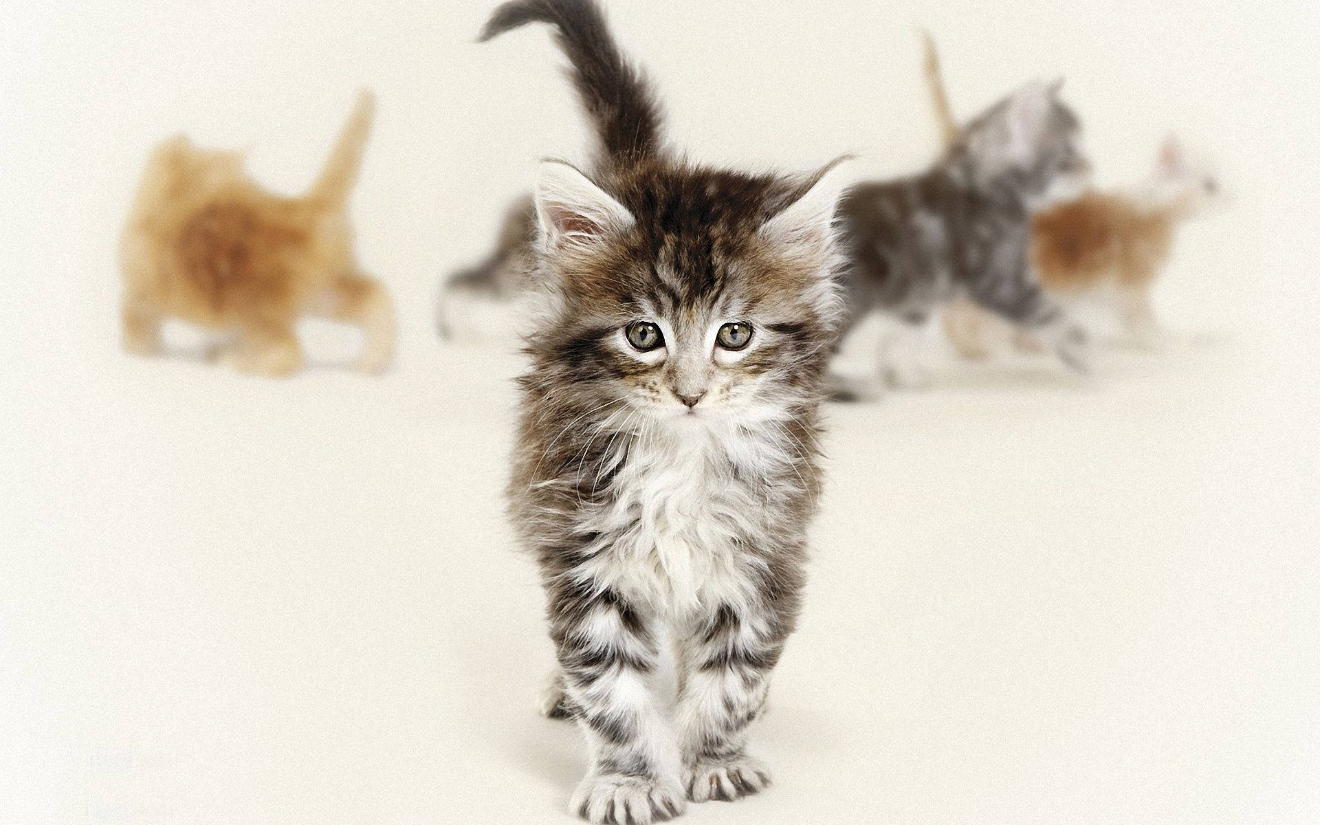 Photo Of Fluffy Kittens Wallpaper