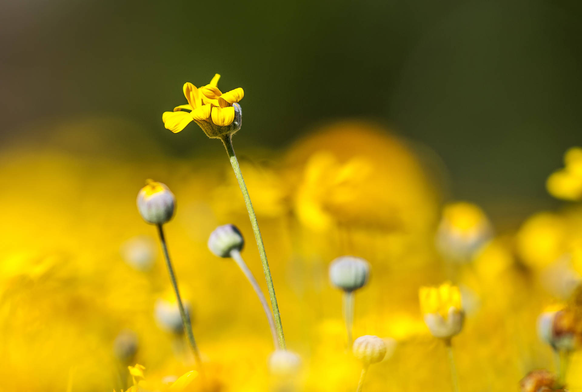 Photo Of Yellow Flower