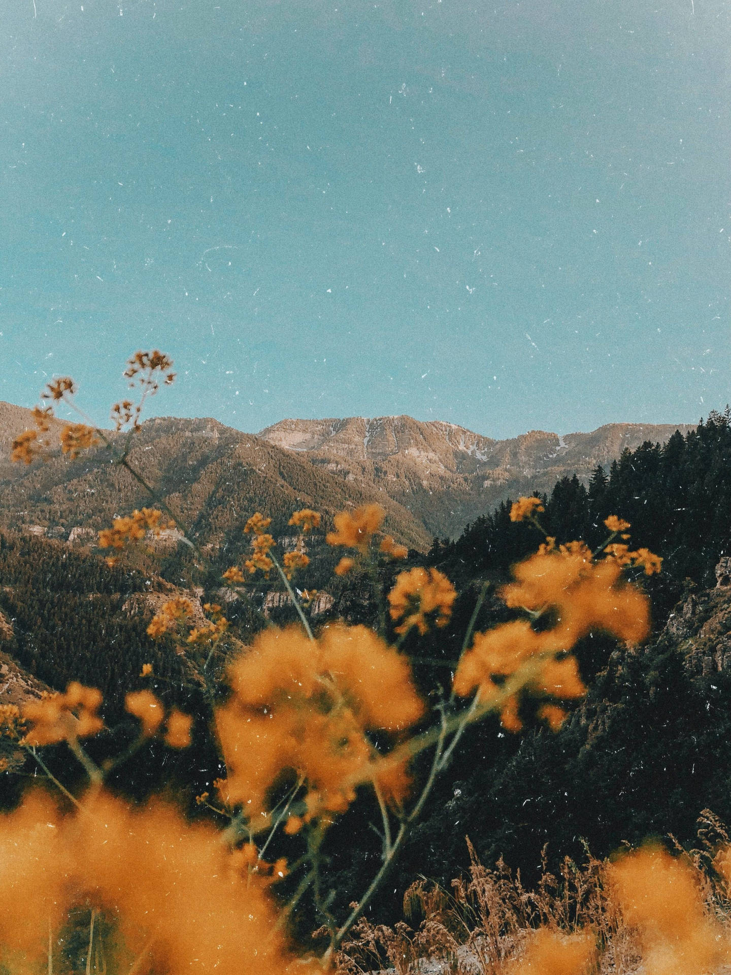 Photo Of Yellow Vintage Aesthetic Fields Wallpaper