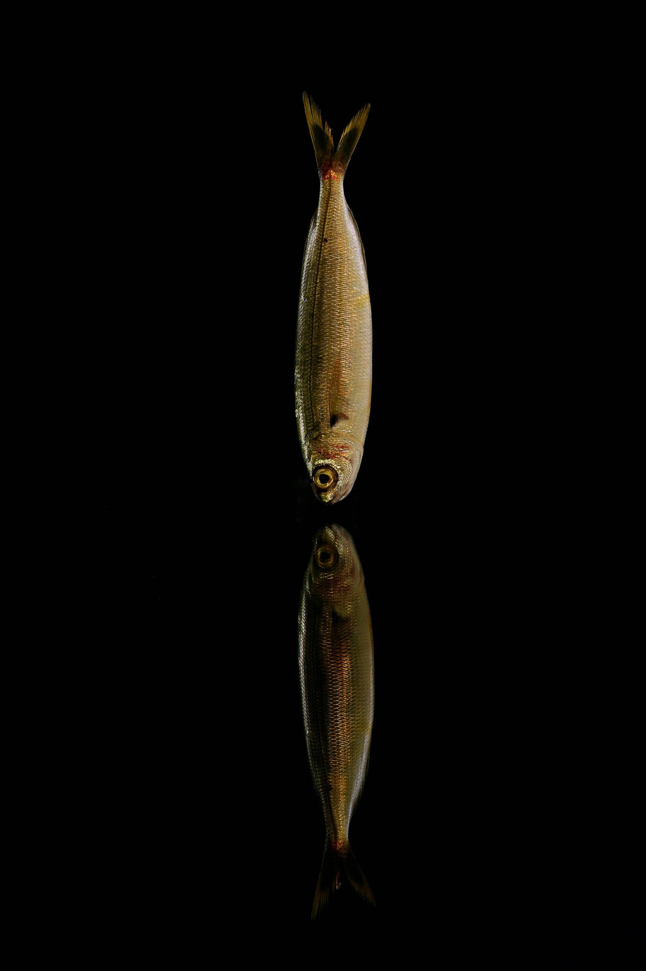 Photograph Of Sardines Wallpaper