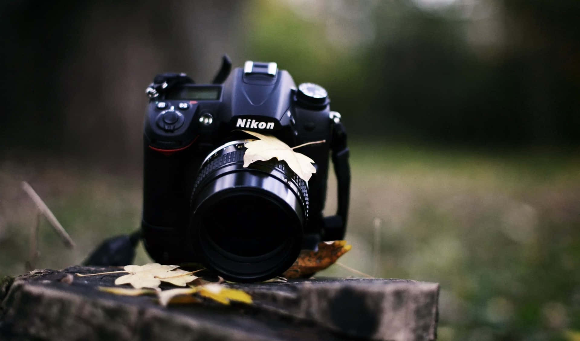 Photography Camera On Trunk With Maple Leaves Wallpaper