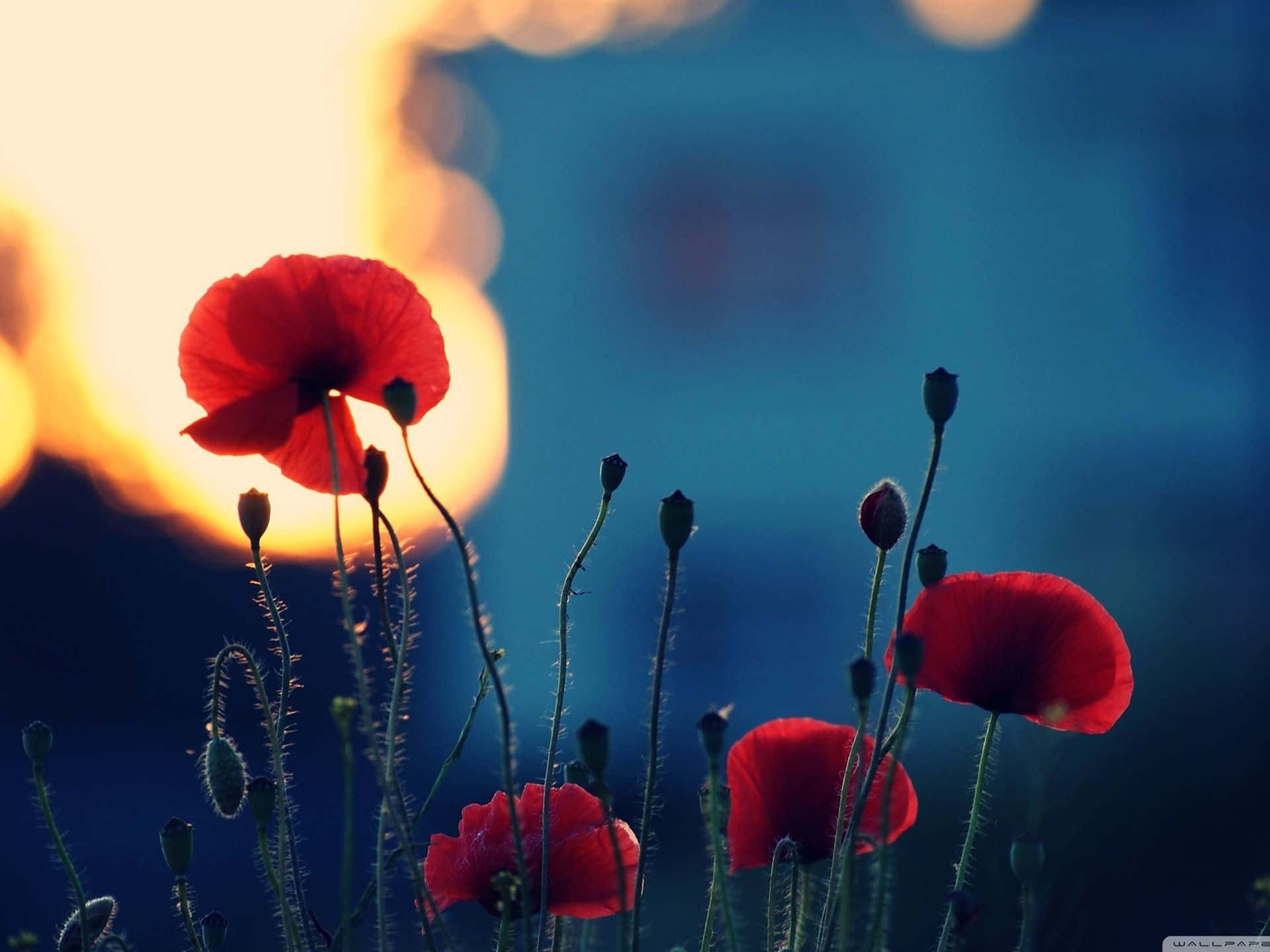 Red Poppies In The Sun Wallpaper