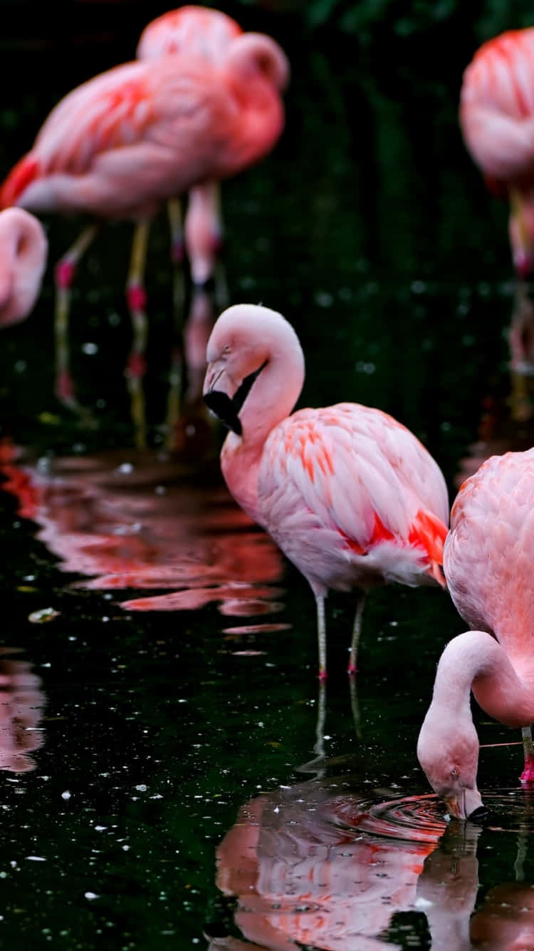 Fotoentspannende Flamingo Szene | Iphone Fotografie Wallpaper