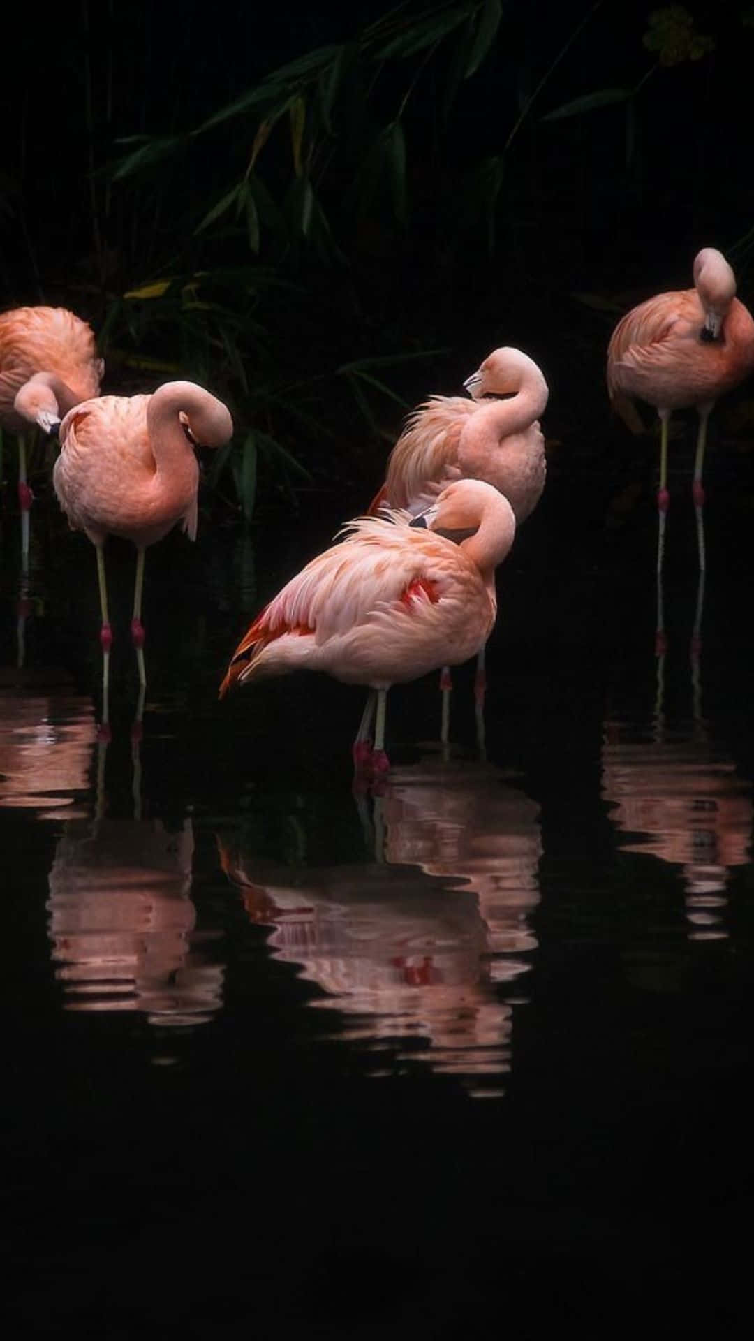 Fotografi Flamingo Iphone 1080 X 1920 Wallpaper