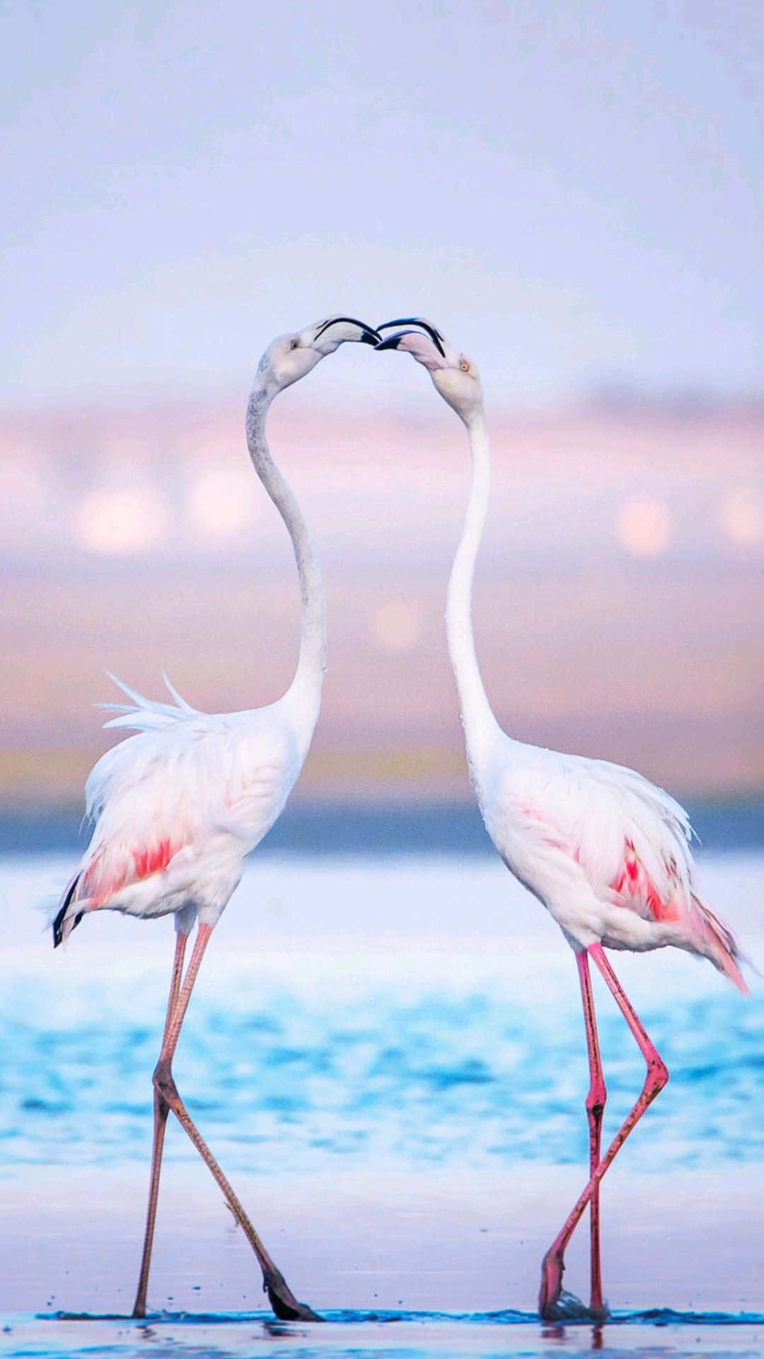 Zarteschönheit Eines Rosa Flamingos In Der Natur. Wallpaper