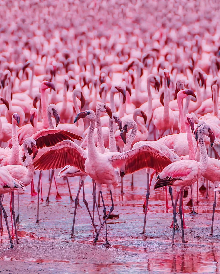 Stehensie Heraus Und Werden Sie Bemerkt: Ein Farbenfroher Flamingo Auf Einem Iphone. Wallpaper