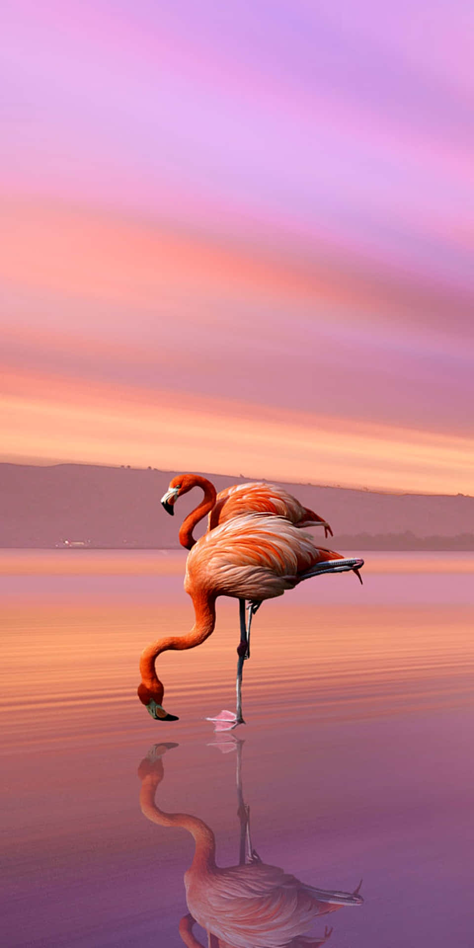 An unusually pink-hued, solitary Flamingo stands among the marshy waters - a captivating sight. Wallpaper