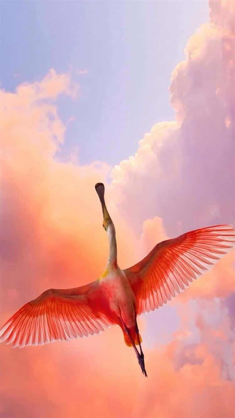 Mitmajestätischer Eleganz Durch Die Tropen Schwebend, Ist Dieser Rosa Flamingo Ein Fantastischer Anblick, Den Man Bestaunen Kann. Wallpaper