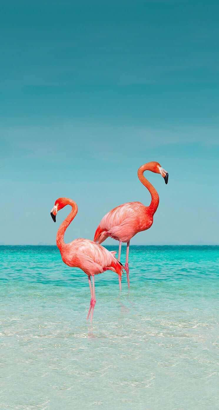 Einwunderschönes Foto Eines Flamingos Auf Einem Iphone Wallpaper