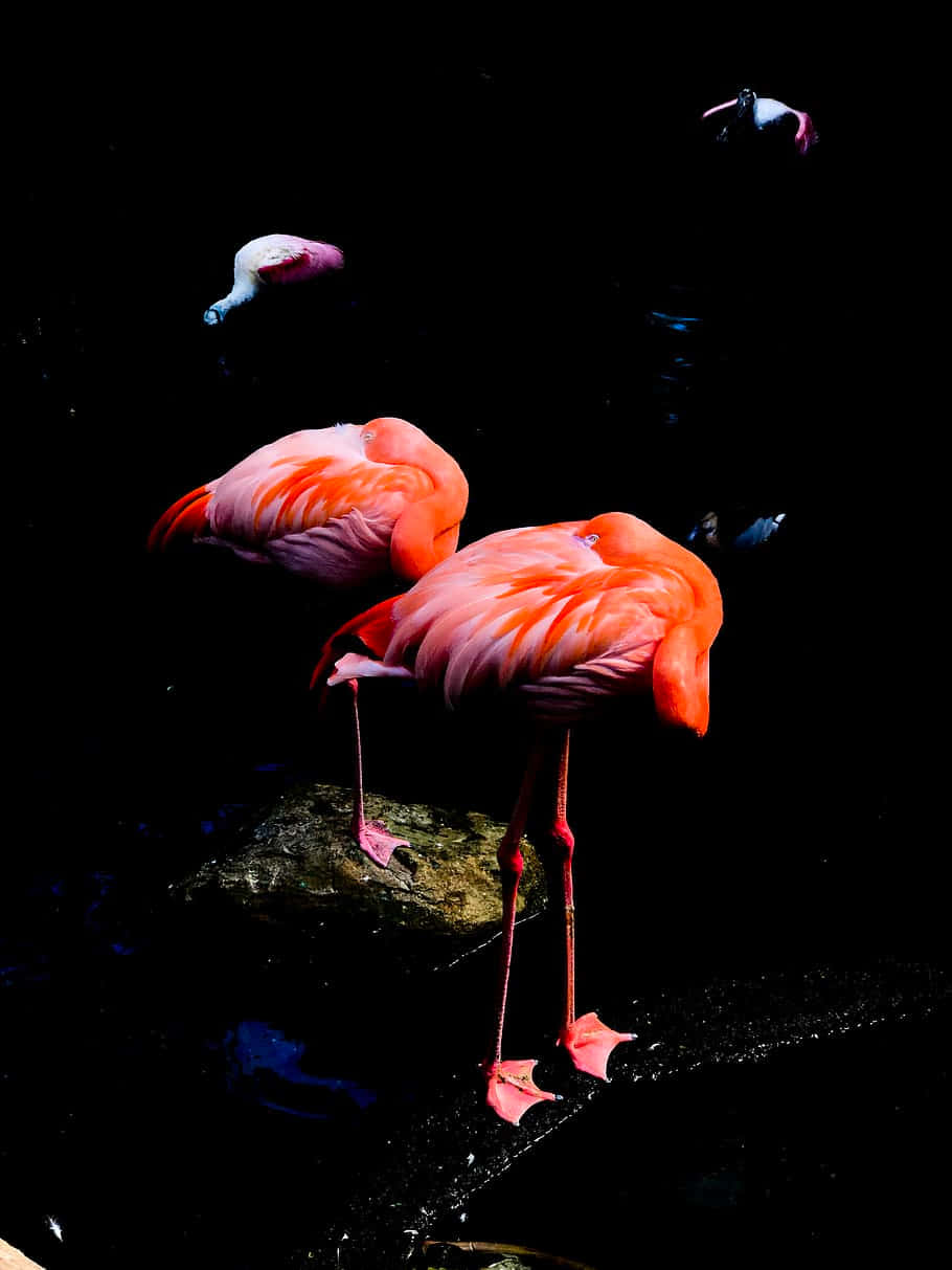 "Capturing Flamingos from a Different Perspective" Wallpaper
