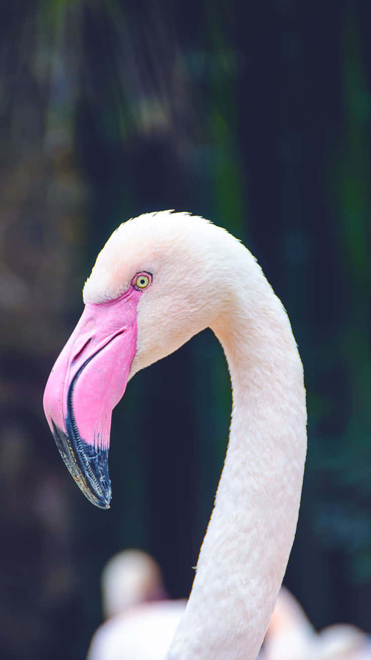 Say hello to warm weather and fun times with this vibrant pink flamingo photo Wallpaper