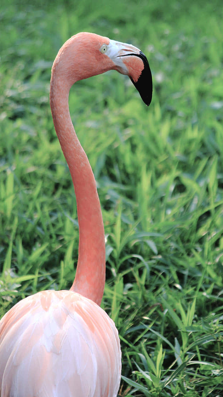 Umaimpressionante Imagem Do Iphone De Um Flamingo Rosa Vibrante. Papel de Parede