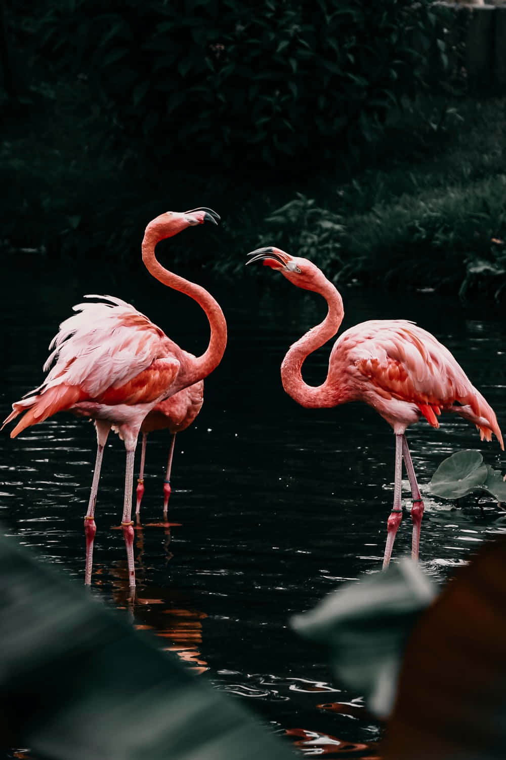 Two Flamingos Standing In The Water Wallpaper