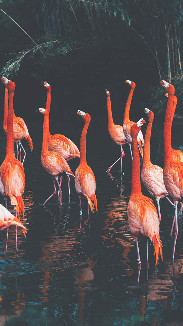 Flamboyanz,schönheit Und Spaß Vereinen Sich In Dem Anmutigen Rosafarbenen Flamingo. Wallpaper