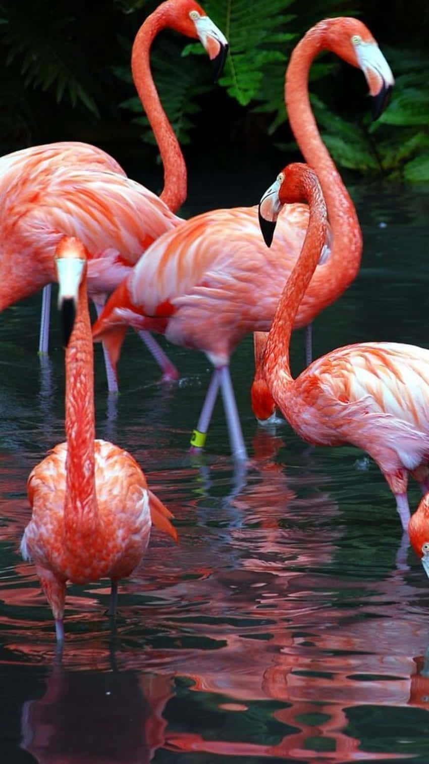 Einbunter Flamingo Breitet Seine Flügel In Der Sonne Aus. Wallpaper