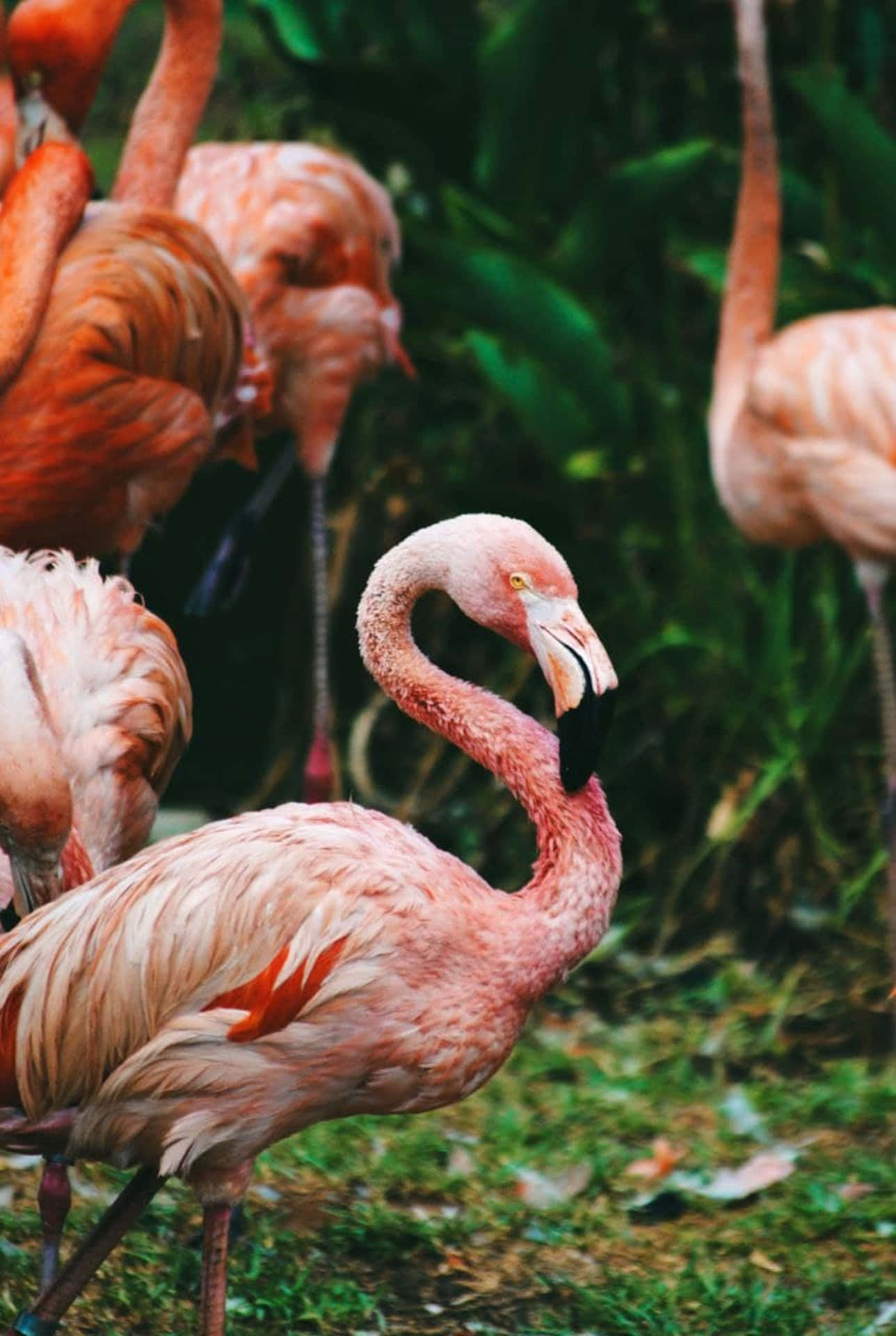 A precious moment captured between a flamingo and iPhone. Wallpaper