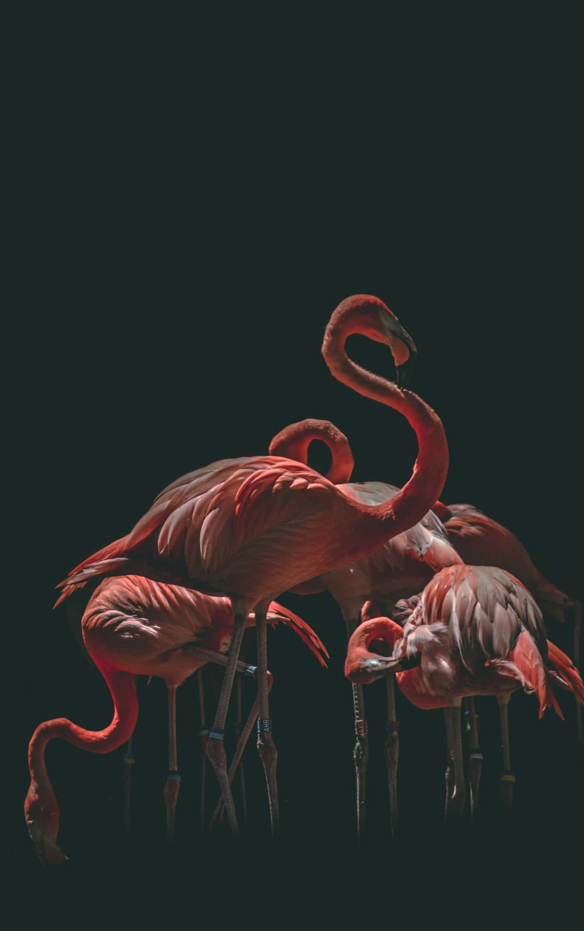"Be Right at Home with this Stunning Photography of a Flamingo on iPhone" Wallpaper
