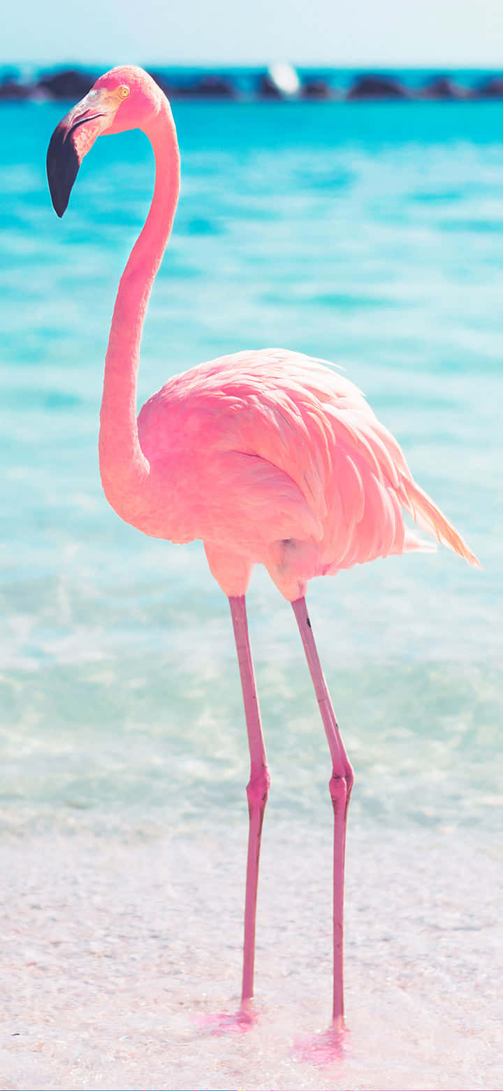 A brightly colored Flamingo standing in a sunny beach. Wallpaper
