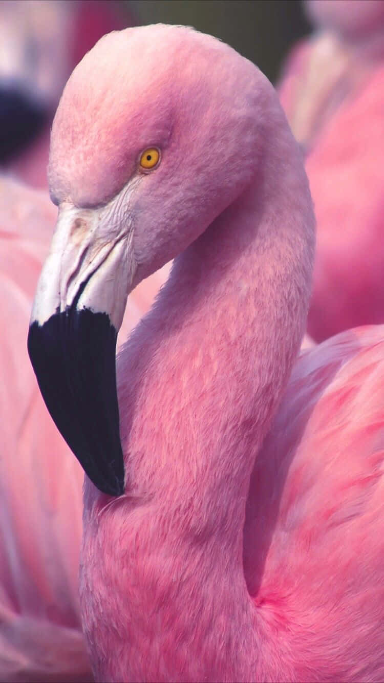Genießensie Das Beobachten Von Flamingos Mit Ihrem Iphone. Wallpaper