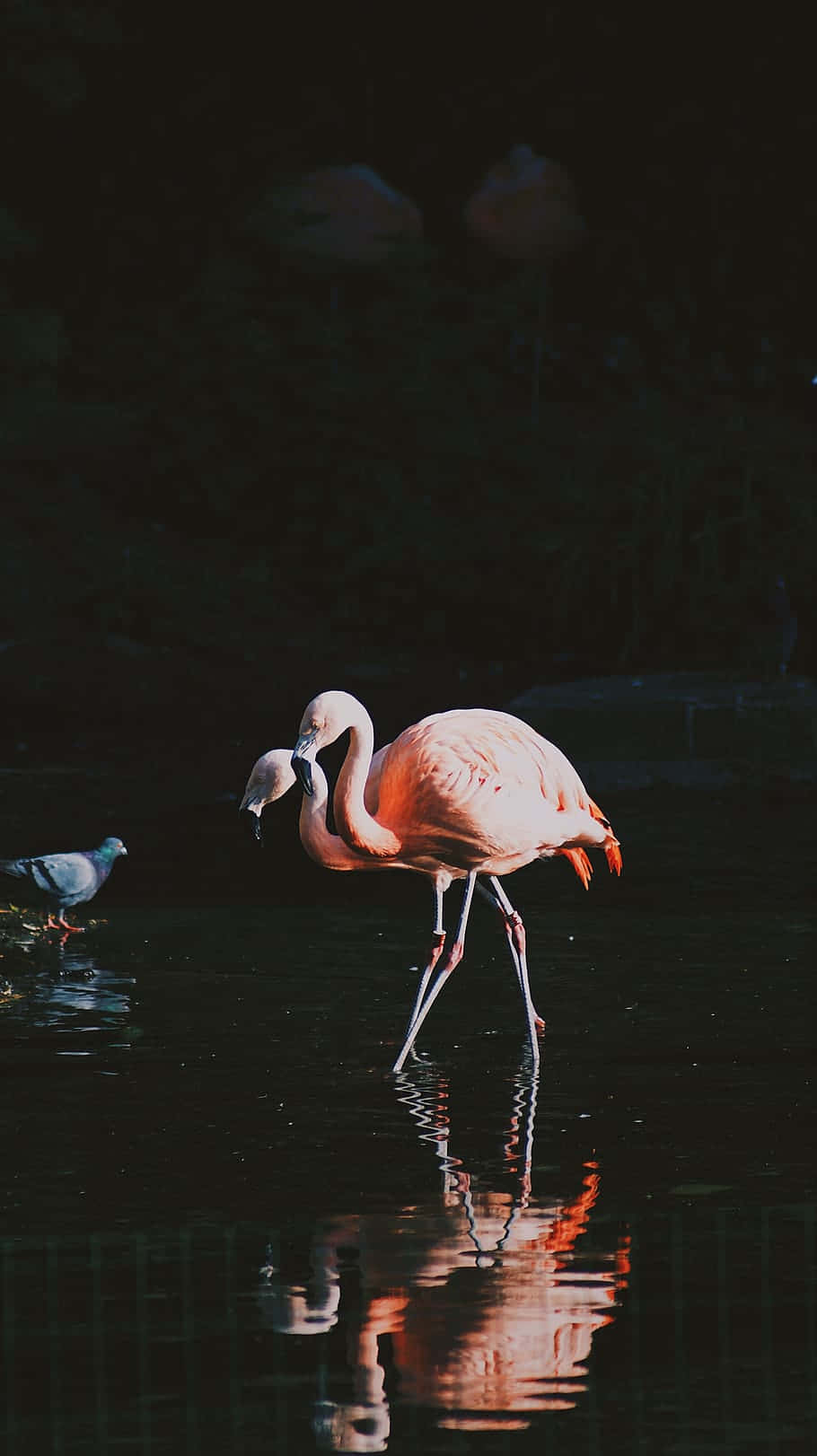 A stunning pink Flamingo photographed on an Iphone Wallpaper