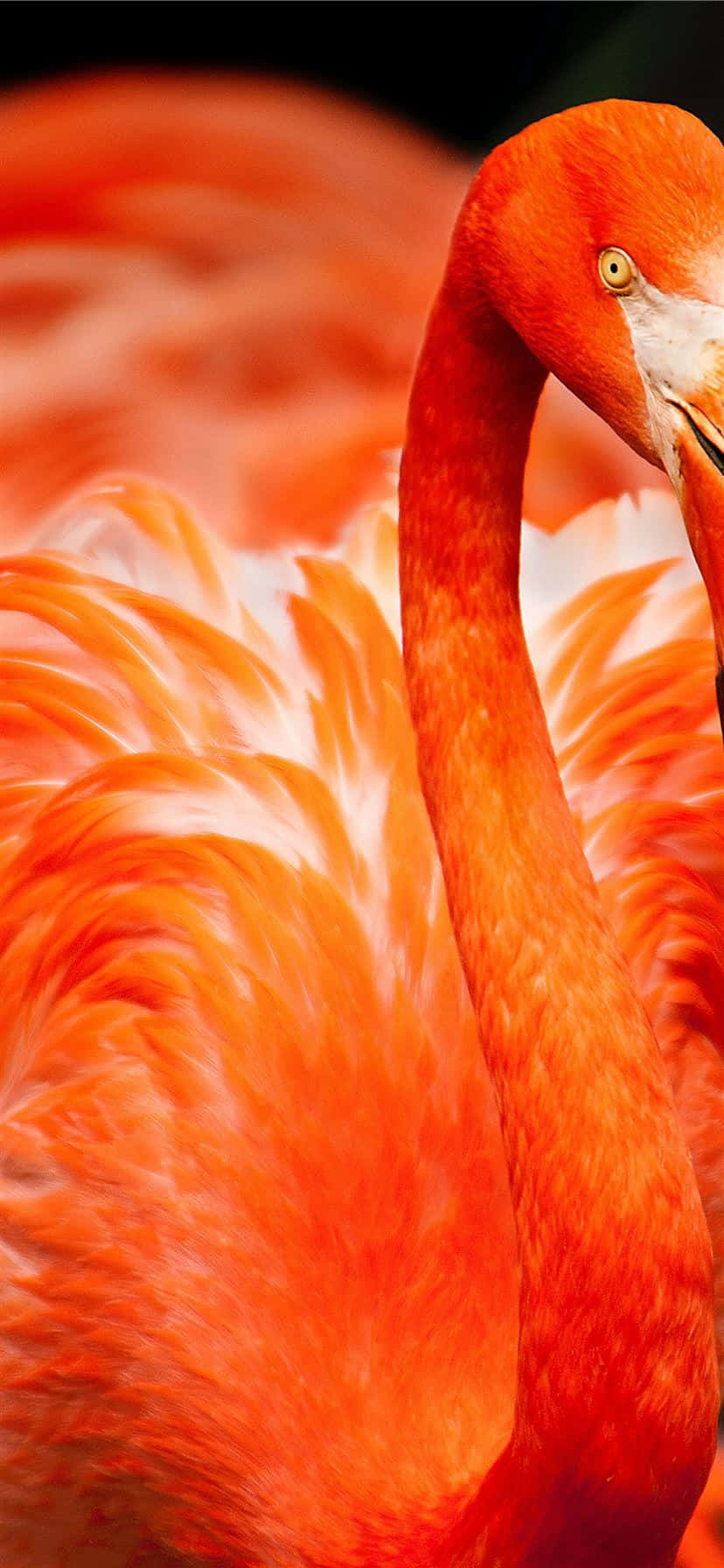 Spend time in paradise with this unique photography of a Flamingo in the day Wallpaper
